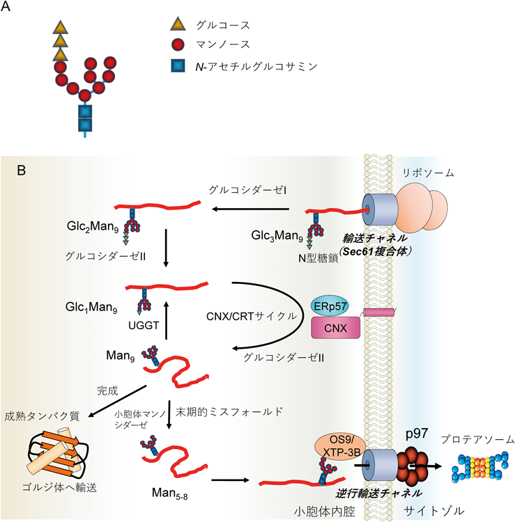 Journal of Japanese Biochemical Society 92(4): 536-546 (2020)