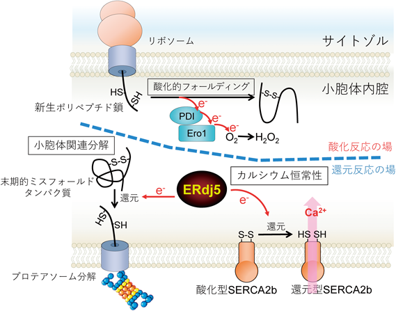 Journal of Japanese Biochemical Society 92(4): 536-546 (2020)