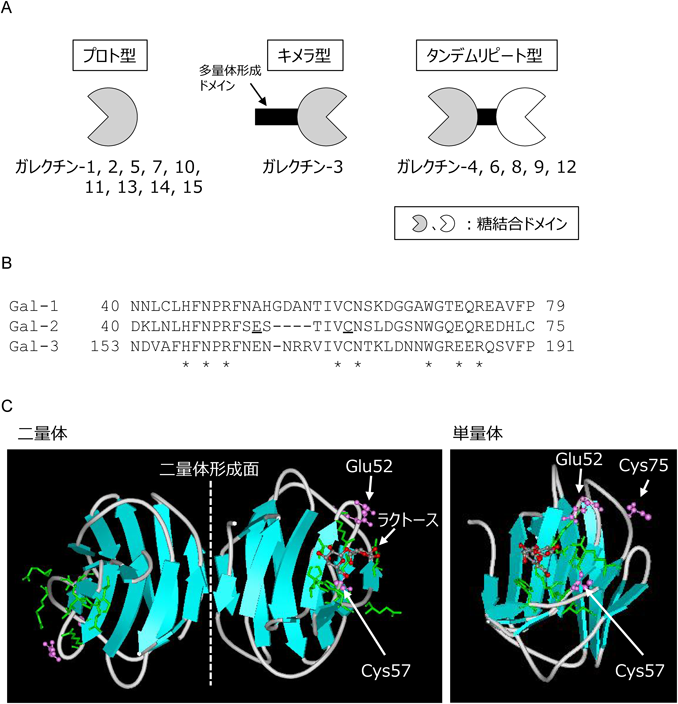 Journal of Japanese Biochemical Society 92(4): 563-566 (2020)