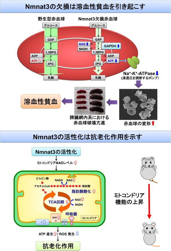 Journal of Japanese Biochemical Society 92(4): 572-576 (2020)