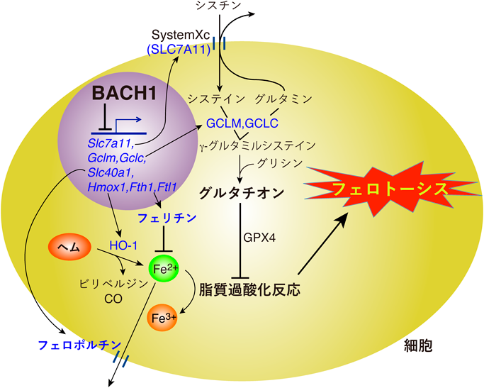 Journal of Japanese Biochemical Society 92(4): 582-586 (2020)
