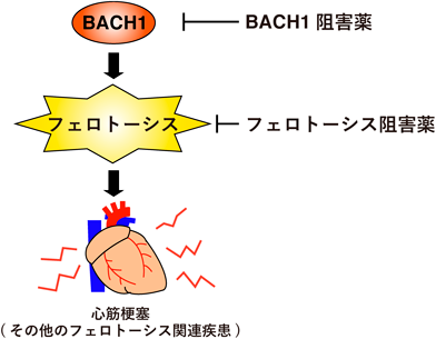 Journal of Japanese Biochemical Society 92(4): 582-586 (2020)