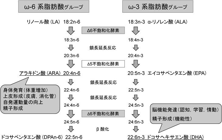 Journal of Japanese Biochemical Society 92(5): 619-625 (2020)