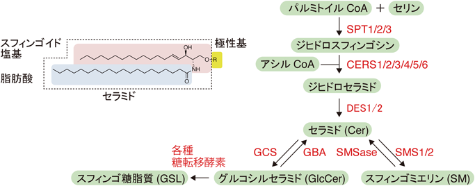 Journal of Japanese Biochemical Society 92(5): 640-648 (2020)