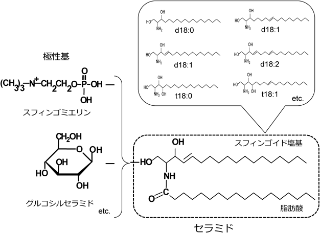Journal of Japanese Biochemical Society 92(5): 649-657 (2020)