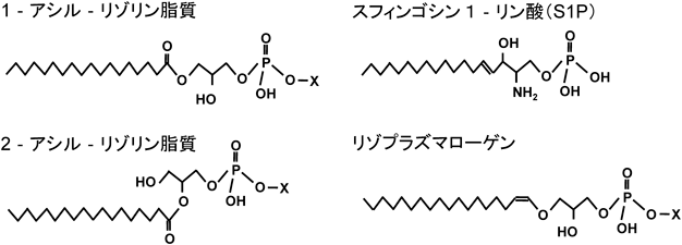 Journal of Japanese Biochemical Society 92(5): 658-665 (2020)