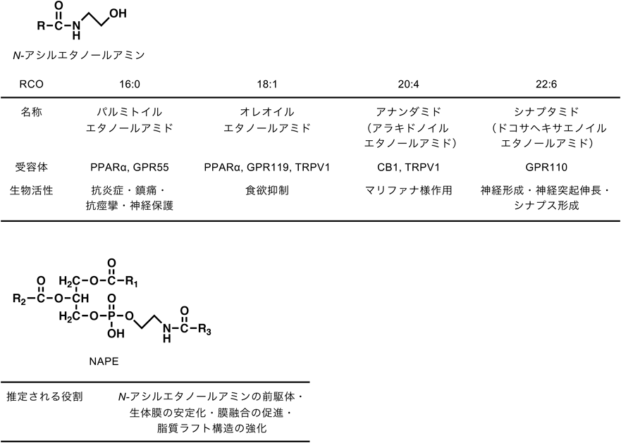 Journal of Japanese Biochemical Society 92(5): 666-679 (2020)