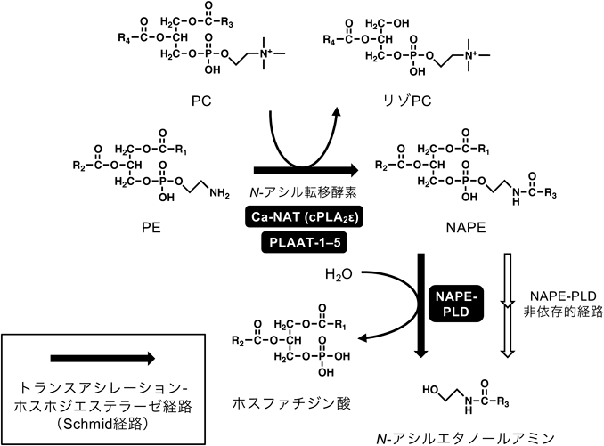 Journal of Japanese Biochemical Society 92(5): 666-679 (2020)