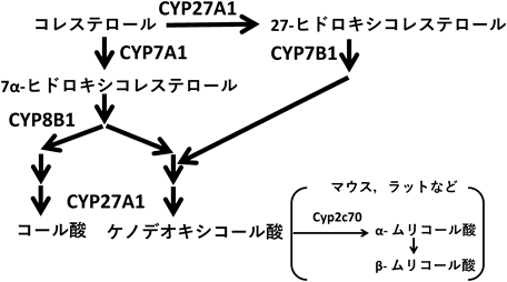 Journal of Japanese Biochemical Society 92(5): 680-687 (2020)