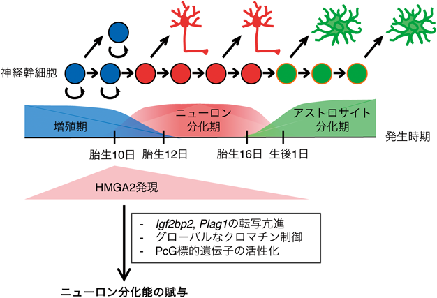 Journal of Japanese Biochemical Society 92(5): 695-705 (2020)