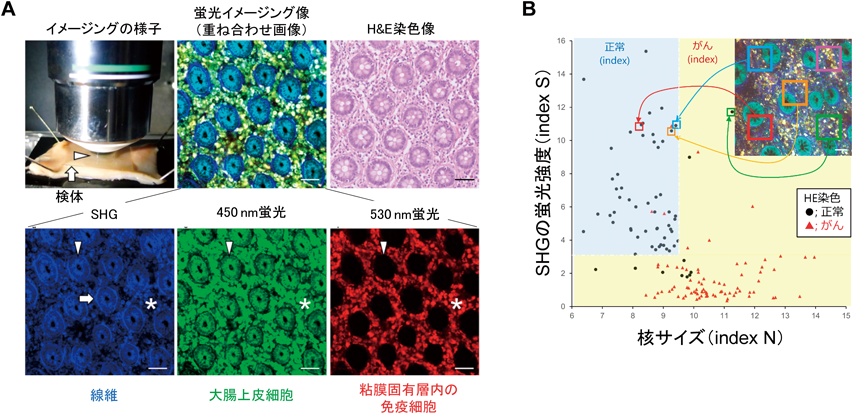 Journal of Japanese Biochemical Society 92(5): 706-716 (2020)
