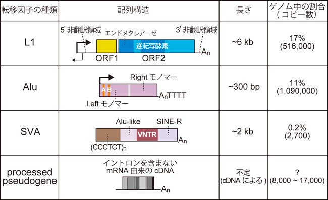 Journal of Japanese Biochemical Society 92(5): 726-730 (2020)