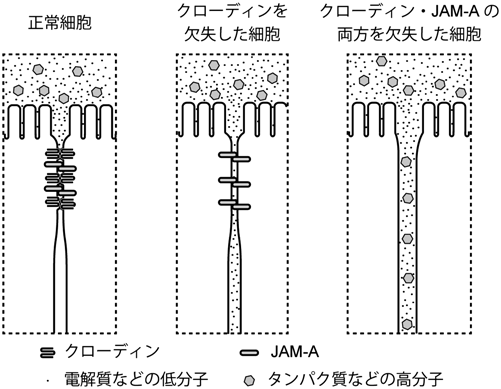 Journal of Japanese Biochemical Society 92(5): 731-734 (2020)