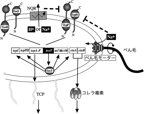 Journal of Japanese Biochemical Society 92(6): 771-782 (2020)