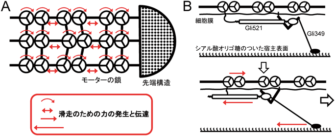 Journal of Japanese Biochemical Society 92(6): 791-800 (2020)