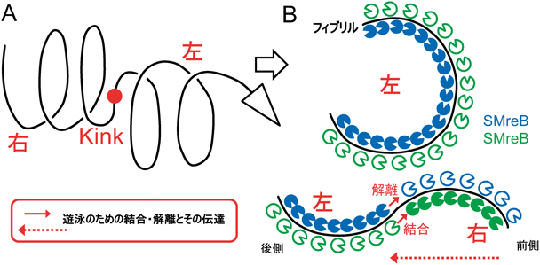 Journal of Japanese Biochemical Society 92(6): 791-800 (2020)