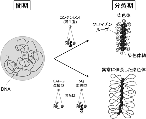 Journal of Japanese Biochemical Society 92(6): 801-805 (2020)