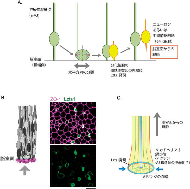 Journal of Japanese Biochemical Society 92(6): 817-821 (2020)