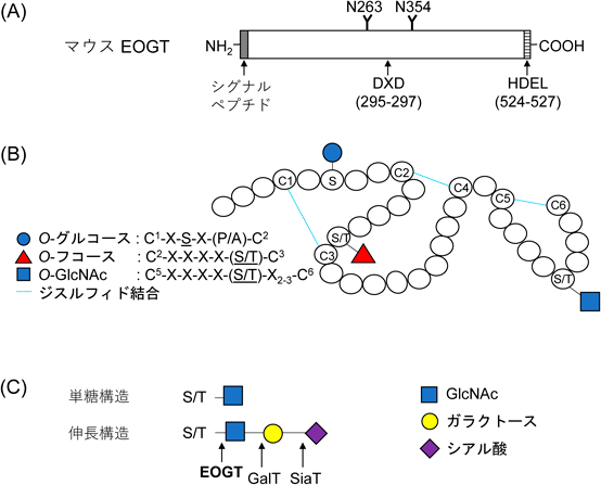 Journal of Japanese Biochemical Society 92(6): 833-837 (2020)