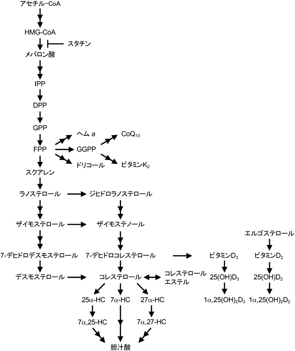 Journal of Japanese Biochemical Society 93(1): 15-23 (2021)