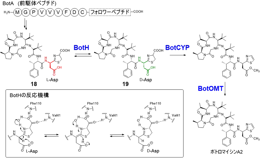 Journal of Japanese Biochemical Society 93(3): 329-337 (2021)