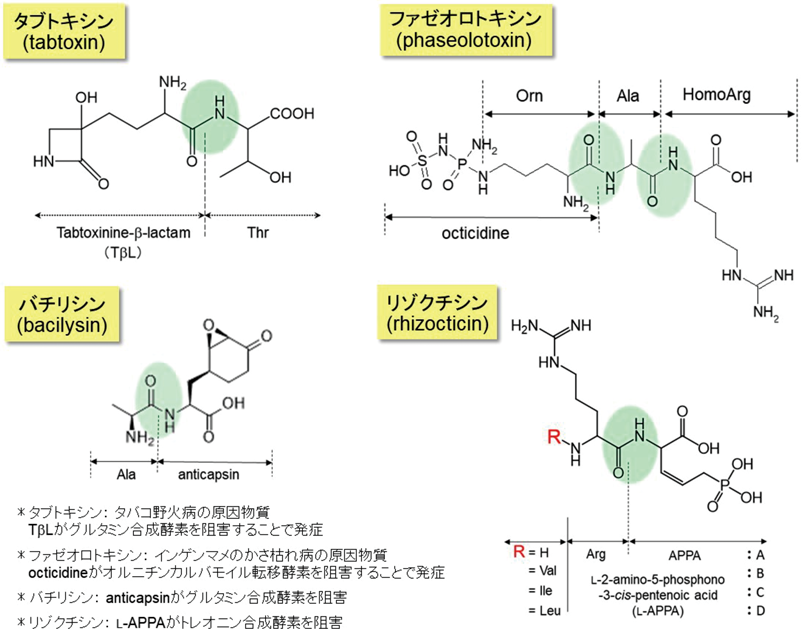 Journal of Japanese Biochemical Society 93(3): 338-348 (2021)