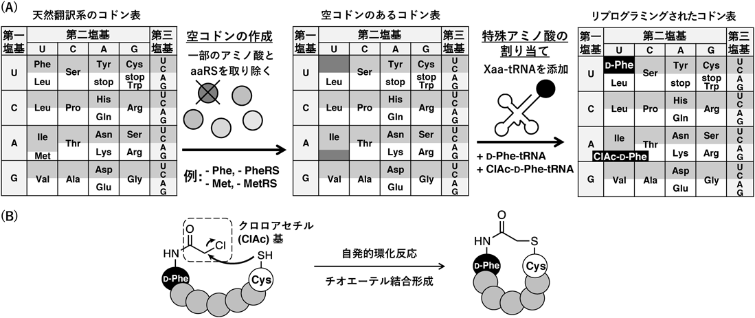 Journal of Japanese Biochemical Society 93(3): 349-358 (2021)
