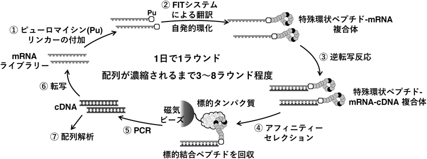 Journal of Japanese Biochemical Society 93(3): 349-358 (2021)