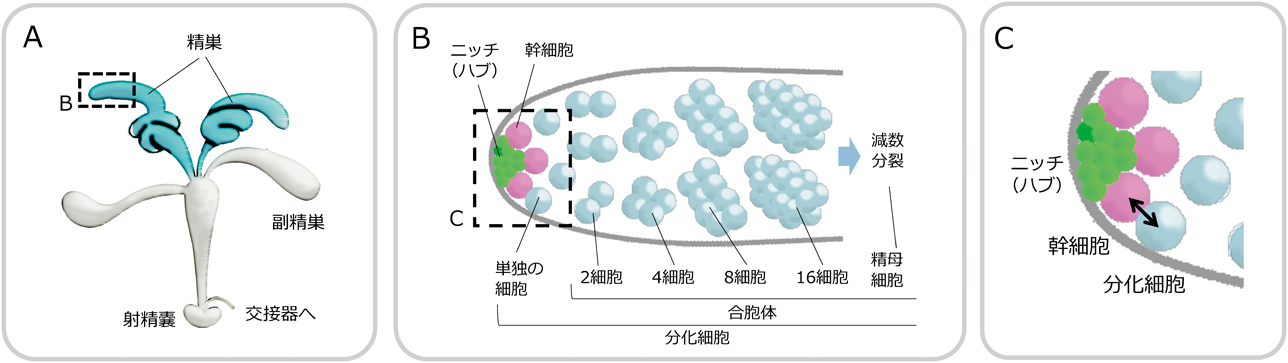 Journal of Japanese Biochemical Society 93(3): 373-384 (2021)