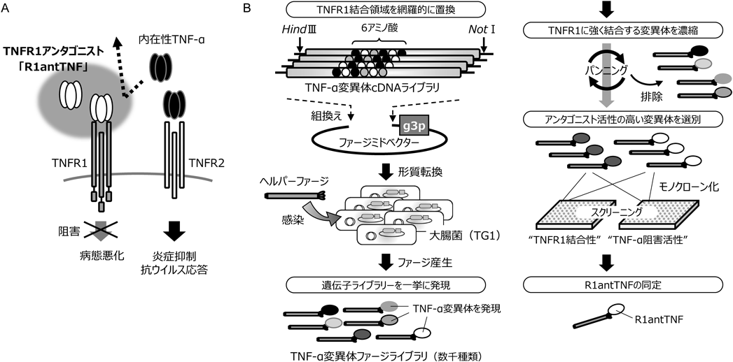 Journal of Japanese Biochemical Society 93(3): 391-395 (2021)