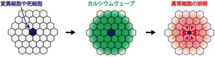Journal of Japanese Biochemical Society 93(3): 396-399 (2021)