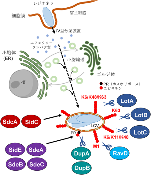 生化学							SEIKAGAKUJournal of Japanese Biochemical Society