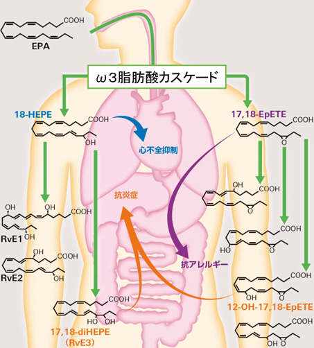 Journal of Japanese Biochemical Society 94(1): 5-13 (2022)