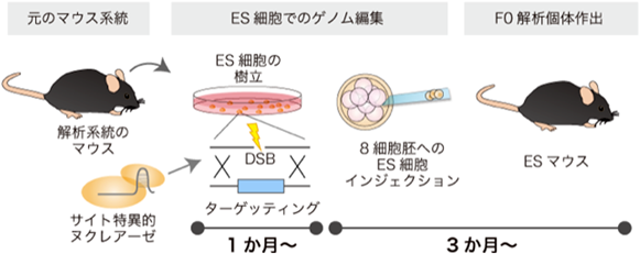 Journal of Japanese Biochemical Society 94(1): 26-36 (2022)