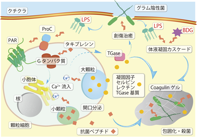Journal of Japanese Biochemical Society 94(1): 37-48 (2022)