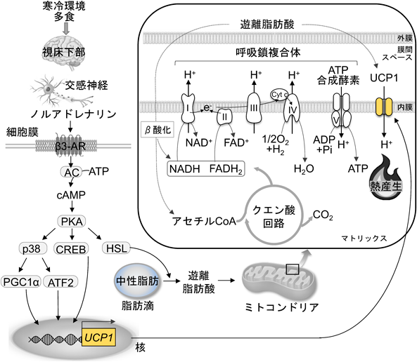 Journal of Japanese Biochemical Society 94(1): 97-101 (2022)