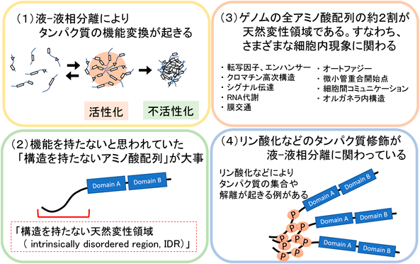 Journal of Japanese Biochemical Society 94(4): 514-522 (2022)
