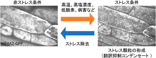 Journal of Japanese Biochemical Society 94(4): 514-522 (2022)