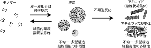 Journal of Japanese Biochemical Society 94(4): 566-573 (2022)