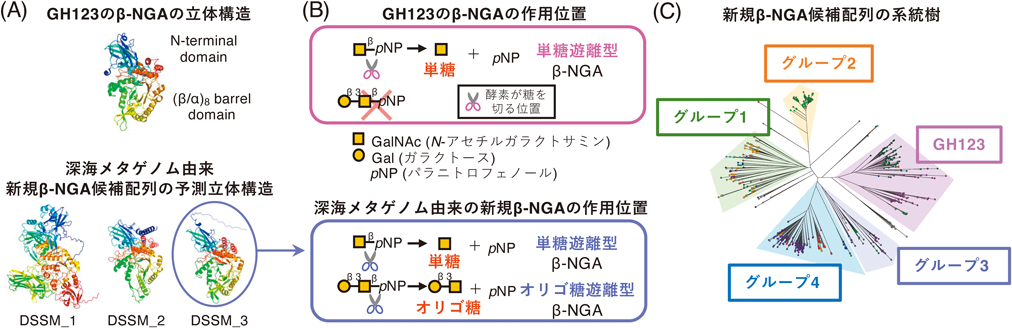 Journal of Japanese Biochemical Society 97(1): 76-80 (2025)