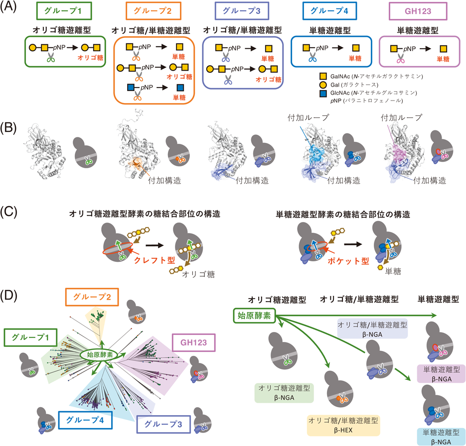 Journal of Japanese Biochemical Society 97(1): 76-80 (2025)