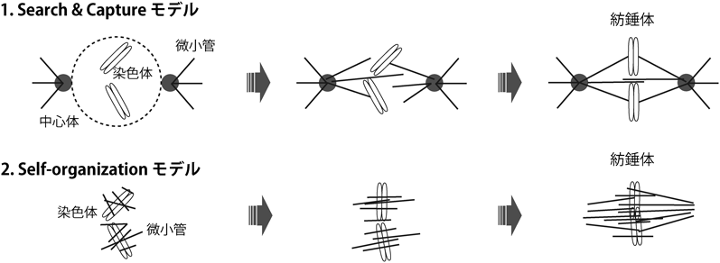 Journal of Japanese Biochemical Society 97(4): 472-477 (2025)