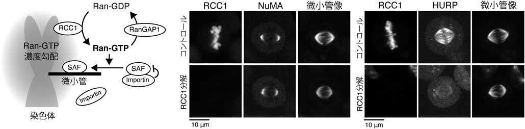 Journal of Japanese Biochemical Society 97(4): 472-477 (2025)