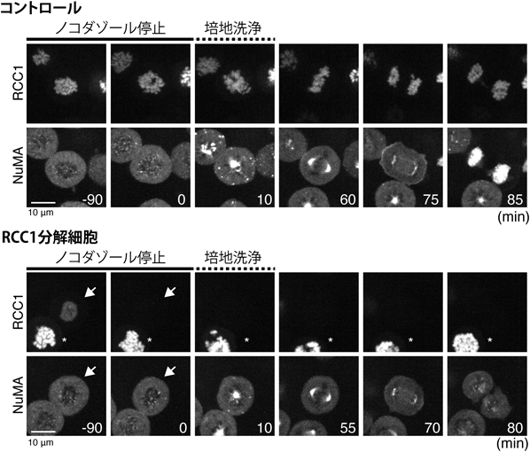 Journal of Japanese Biochemical Society 97(4): 472-477 (2025)