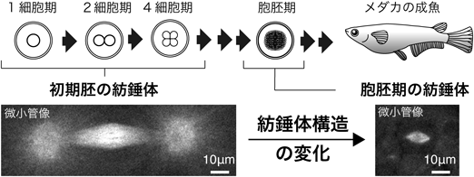 Journal of Japanese Biochemical Society 97(4): 472-477 (2025)