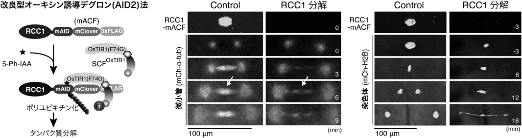 Journal of Japanese Biochemical Society 97(4): 472-477 (2025)