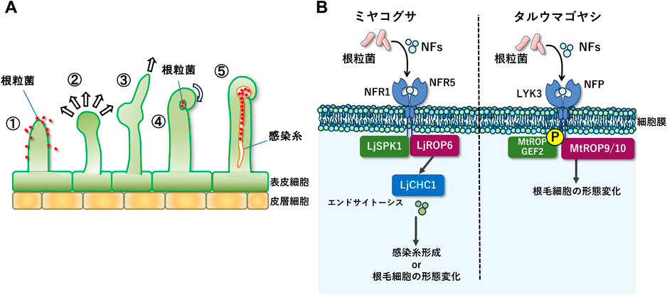 Journal of Japanese Biochemical Society 97(4): 478-486 (2025)