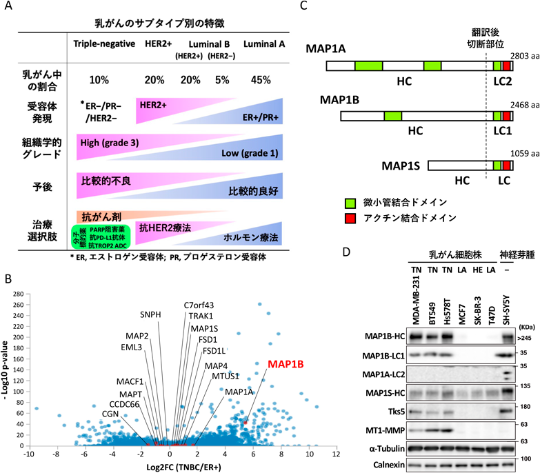 Journal of Japanese Biochemical Society 97(4): 513-518 (2025)