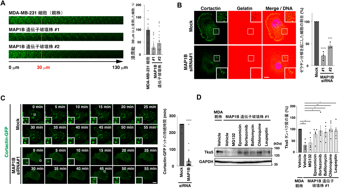 Journal of Japanese Biochemical Society 97(4): 513-518 (2025)
