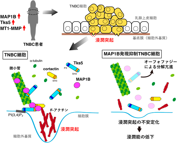 Journal of Japanese Biochemical Society 97(4): 513-518 (2025)